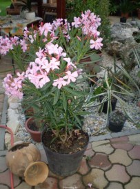 Nerium Oleander